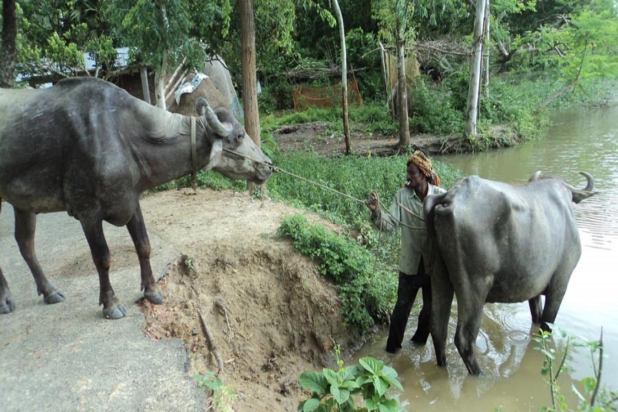 A rearer taking his buffaloes to a waterbody to give them a bath in Nandigram upazila of Bogura on Wednesday — FE Photo