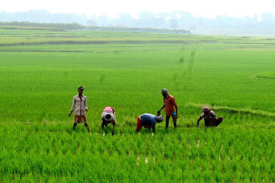 Farmers of Paba upazila of Rajshahi taking care of a Aman field on Thursday — FE Photo