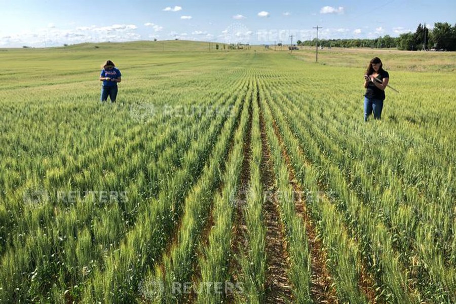 Scouts on a Wheat Quality Council tour checking a spring wheat field in west-central North Dakota, US — Reuters