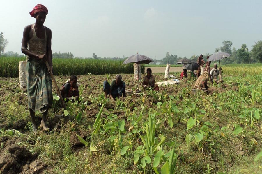 A group of cultivators harvesting arum in Joypurhat on Saturday — FE Photo