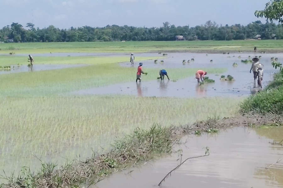 Farmers passing busy time in their T-Aman field in Biswambharpur upazila of Sunamganj district on Tuesday — FE Photo