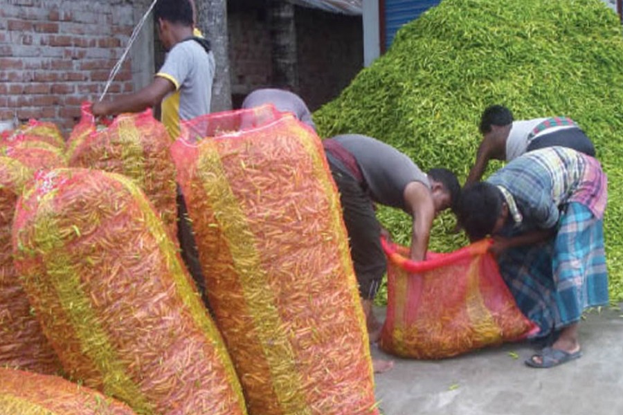 Labourers filling sacks with newly-harvested green chilli in a wholesale market under Adamdighi upazila of Bogura on Monday — FE Photo