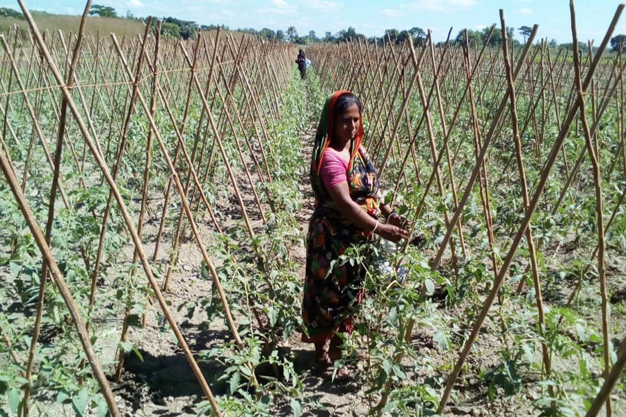 A female tomato farmer taking care of her field in Raghunathpur union under Gopalganj Sadar on Tuesday — FE Photo