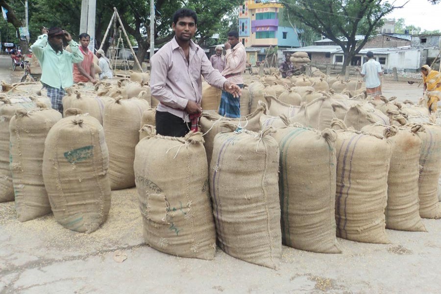 Workers filling sacks with newly-harvested T-Aman paddy at a rice depot under Boraigram upazila of Natore on Sunday — FE Photo
