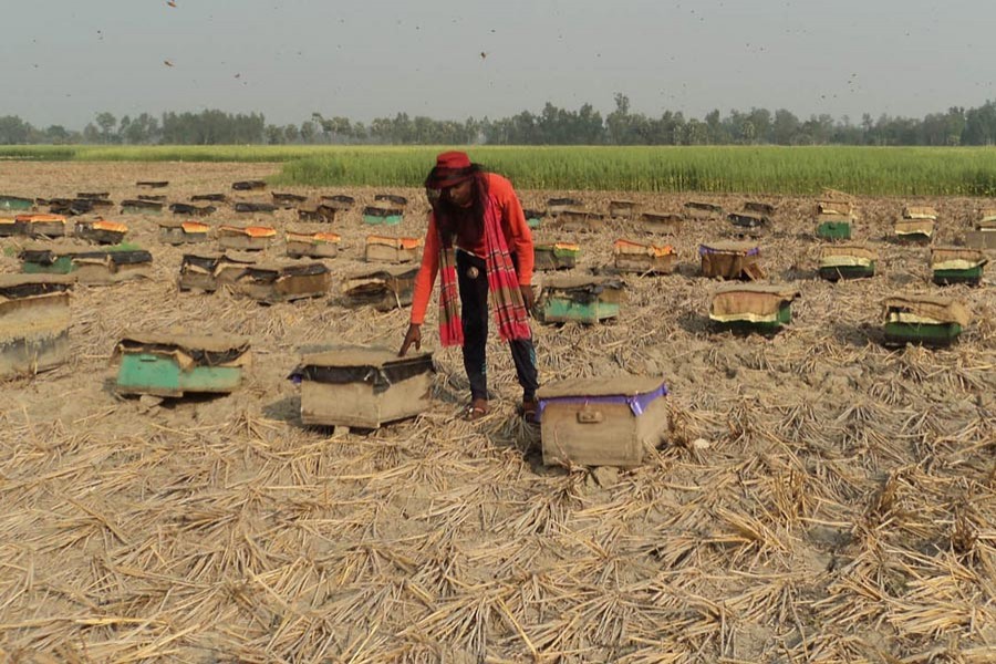A bee keeper collecting honey from a field at Sadar upazila of Joypurhat district — FE Photo