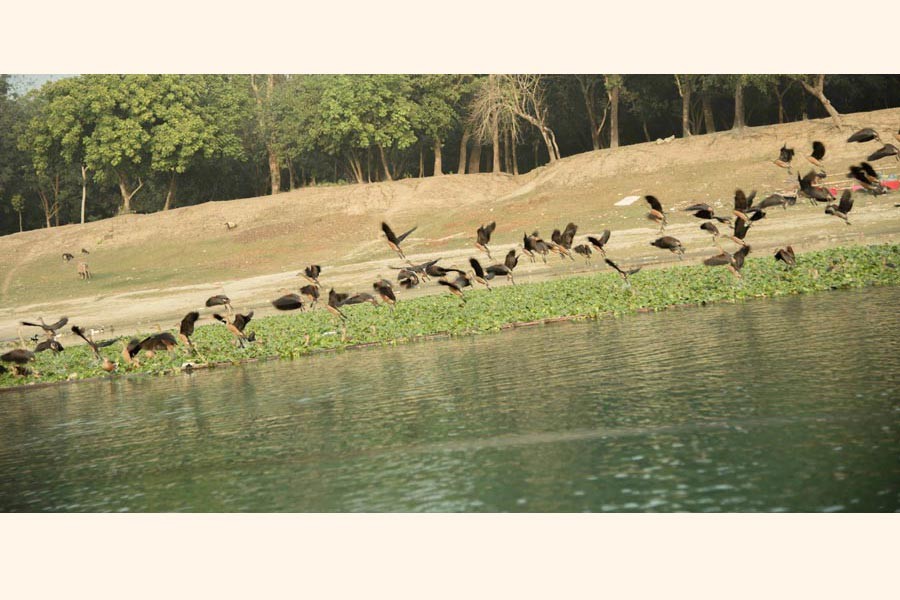 A flock of migratory birds flying over a vast waterbody under Mohadebpur upazila of Naogaon district — FE Photo