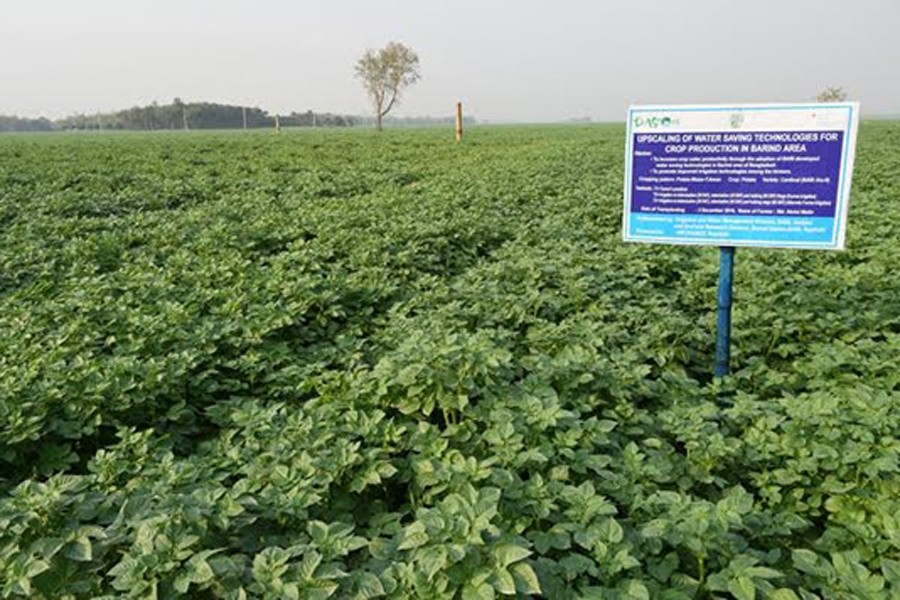A view of a large tract of a potato field in Rajshahi district — BSS Photo