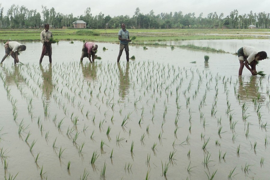 A group of farmers transplanting Boro seedlings in a field in a Bogura village on Monday — FE Photo