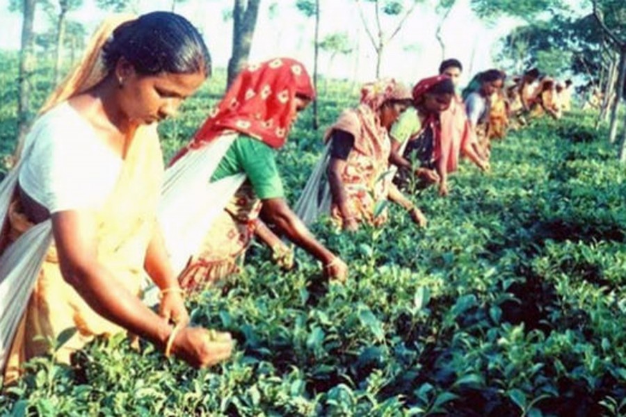 Labourers plucking leaves at a tea garden in Panchagarh — BSS photo