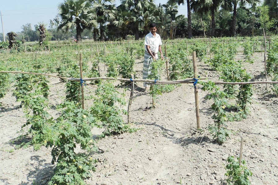 A peasant taking care of his bitter gourd plants at a field in Lalpur upazila of Natore district on Monday — FE Photo