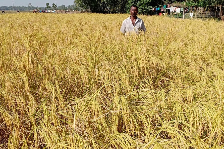 A farmer is seen at his aromatic rice field in Nazirhat area of Rangpur district — FE file photo