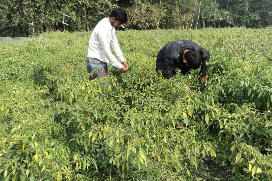 Farmers plucking off-seasonal chilli at Dakaher village in Dupchanchia upazila of Bogura district — FE Photo