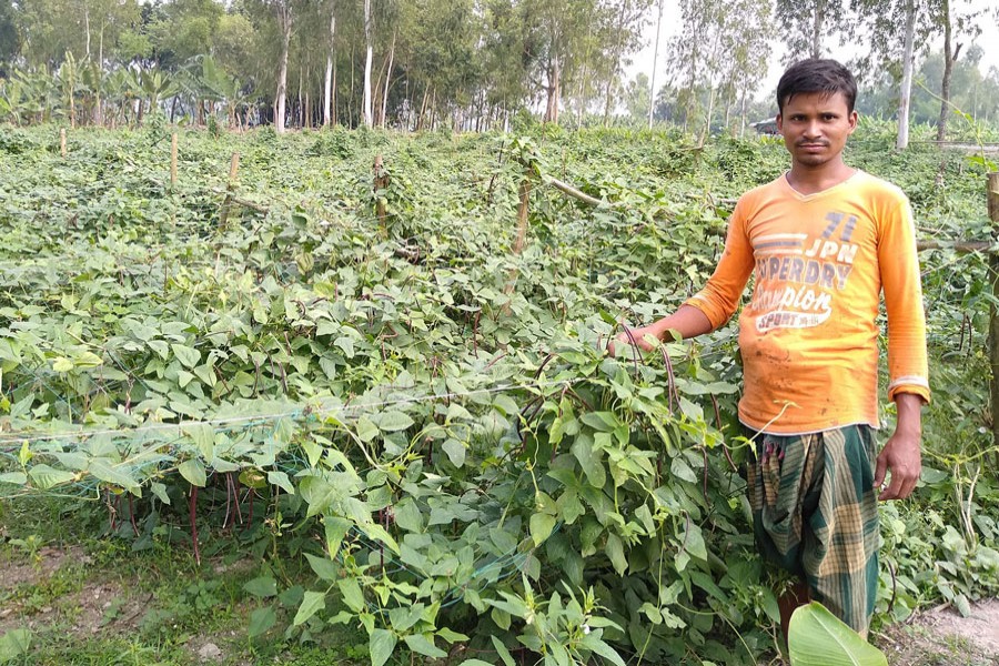 A farmer harvesting snake bean at his vegetable field in Poulinja village under Khetlal upazila of Joypurhat district on Thursday — FE Photo