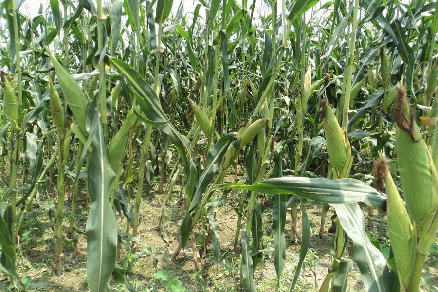 A partial view of a maize field in Chupinagar village under Shajahanpur upazila of Bogura district — FE Photo