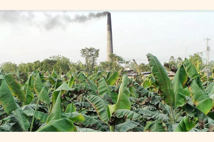 A partial view of a damaged banana field in Alampur union under Mohadevpur upazila of Naogaon — FE Photo