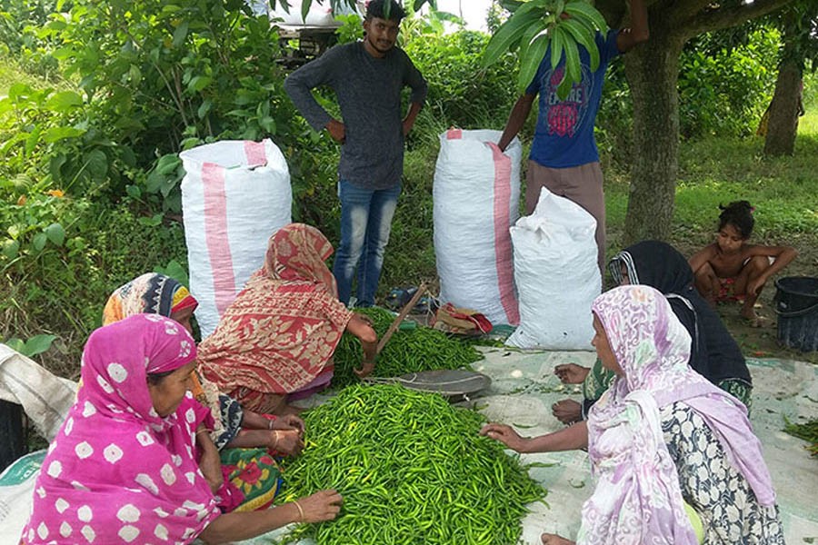 Labourers at a village in Rajshahi sorting out newly-harvested green chilli before sending those to the market — FE Photo
