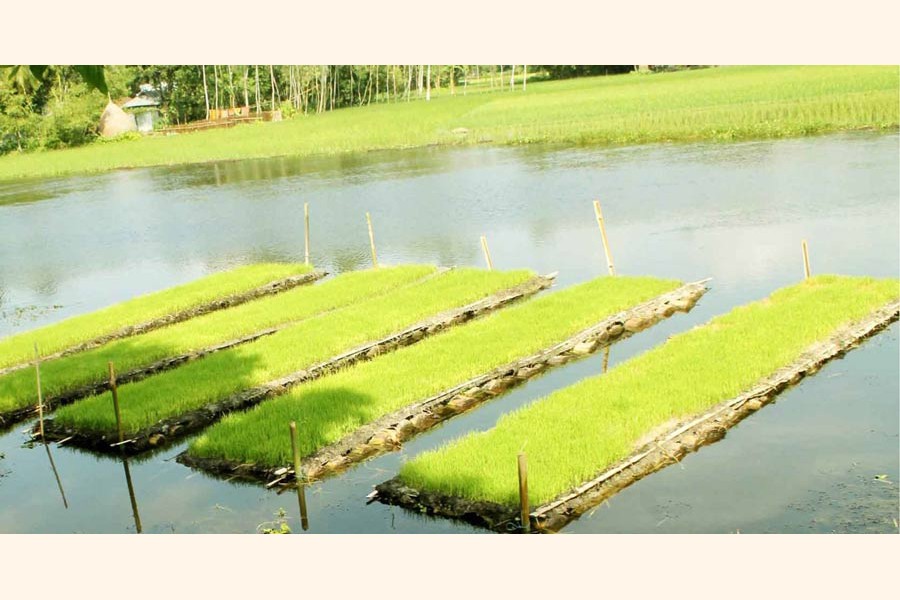 A view of some floating Aman seedbeds in Nijpara village under Kawnia upazila of Rangpur district — FE Photo