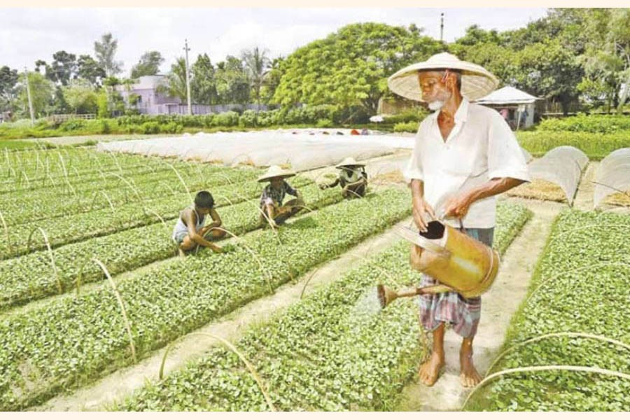 Farmers taking care of a vegetable field at Boronarayanpur village under Shibganj upazila of Bogura on Tuesday — FE Photo