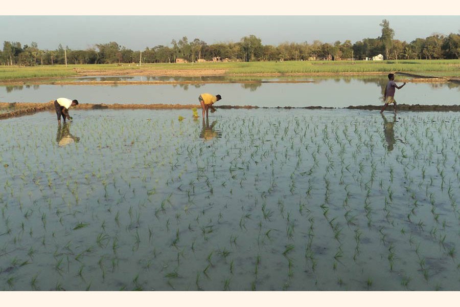 Farmers planting T-Aman seedlings on a piece of wet field in a Sirajganj village on Monday — FE Photo