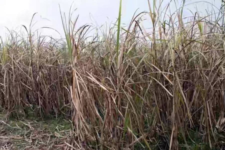 A red rot disease-affected sugarcane field in Bahadurpur village under Raninagar upazila of Naogaon district — FE Photo