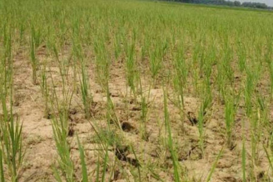 Cracks have developed in a dried up Aman field at Khansama village under Kawnia upazila in Rangpur for insufficient rain — FE Photo