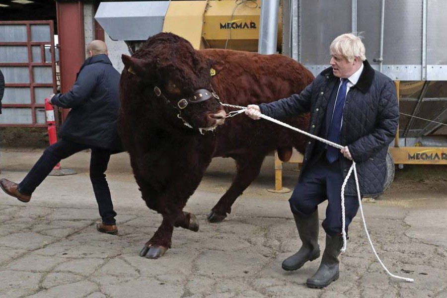 A bull bumps into a plainclothes police officer while being walked by British Prime Minister Boris Johnson during a visit to Darnford Farm in Banchory near Aberdeen, Scotland on September 06, 2019. Earlier in the day Boris Johnson made the Prime Minister's traditional September visit to the Queen at her Balmoral residency and presented the Benn-Burt or No-Deal Brexit bill for Royal Assent which was duly given on September 09. The Prime Minister is said to be contemplating ways and means to circumvent the law to achieve his goal of Brexit with or without any deal with the European Union by October 31. —Photo: AP