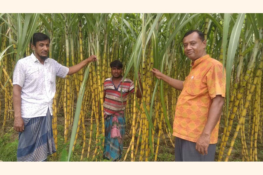 A partial view of a yellow sugarcane field at Ghasiara village under Sreepur upazila in Magura district — FE Photo