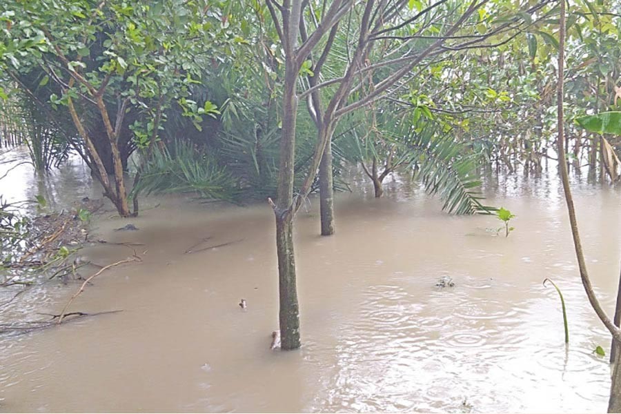 NATORE: A guava orchard in the Nawsara Sultanpur area under Lalpur upazila inundated with the floodwater — FE Photo