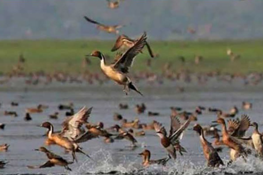 A flock of migratory birds enjoying in water of the Kadam Beel under Sharsha upazila of Jashore district — FE Photo