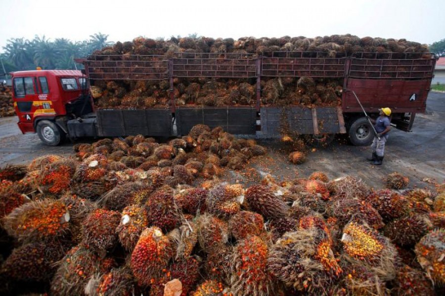 A worker unloads palm oil fruits from a lorry inside a palm oil factory in Salak Tinggi, outside Kuala Lumpur, Malaysia, August 4, 2014. Reuters/File Photo