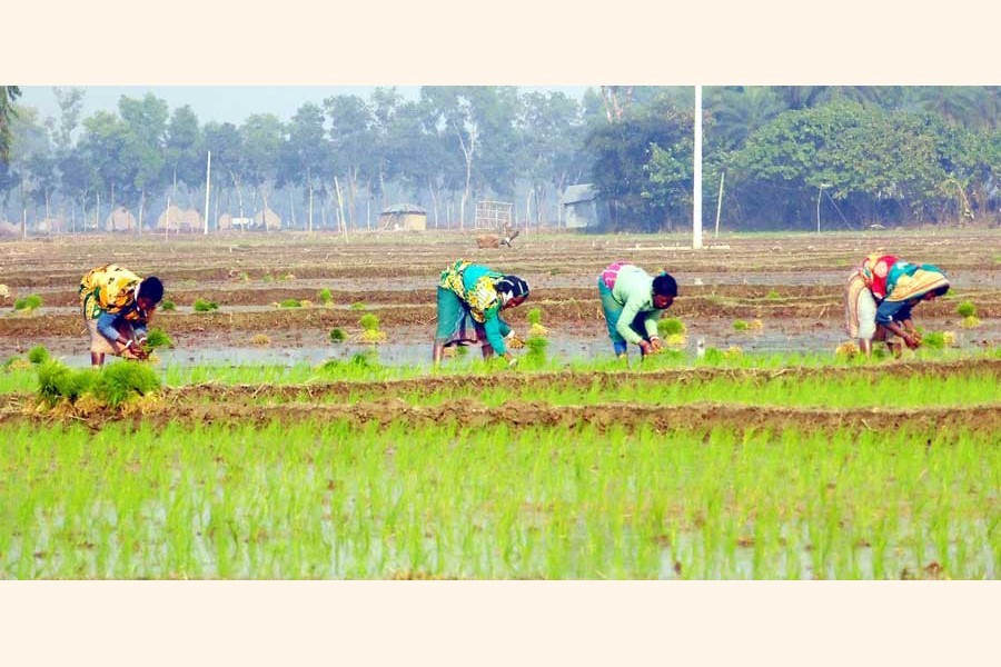 Farm workers planting Boro seedlings on a field in a village of Bogura district — FE Photo