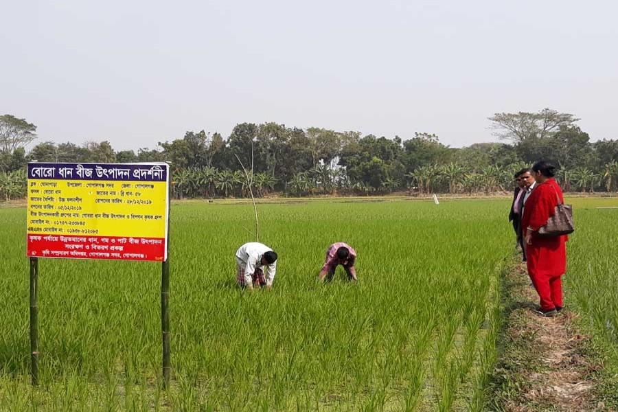 Paddy farmers working on a BRRI Dhan-58 field at Gonapara of Gobra union under Gopalganj Sadar upazila — FE Photo