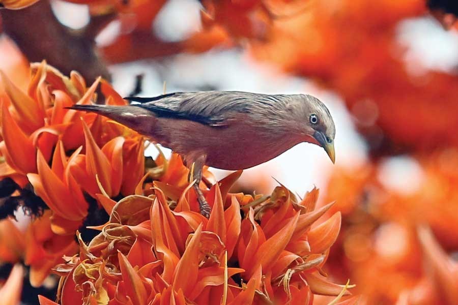 A bird sits on the petals of Palash flower to sip honey signaling the advent of spring. The photograph was taken from Dhaka University campus in the city on Thursday — FE photo by KAZ Sumon