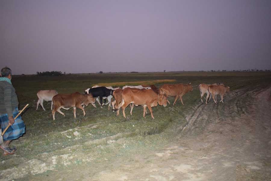 A cattle rearer on his way back home with his animals in the sunset in Faridpur — FE Photo