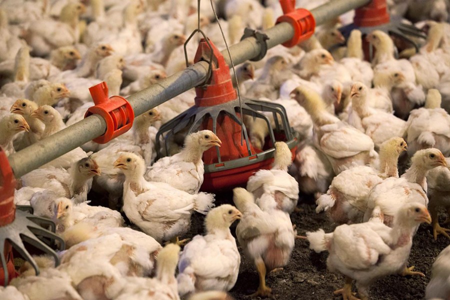 Chickens feed from a row of feed bins at C&A Farms in Fairmont, North Carolina on June 10, 2014 — Reuters/Files