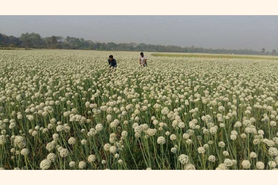 An onion seed production field at a village of Faridpur district — FE Photo