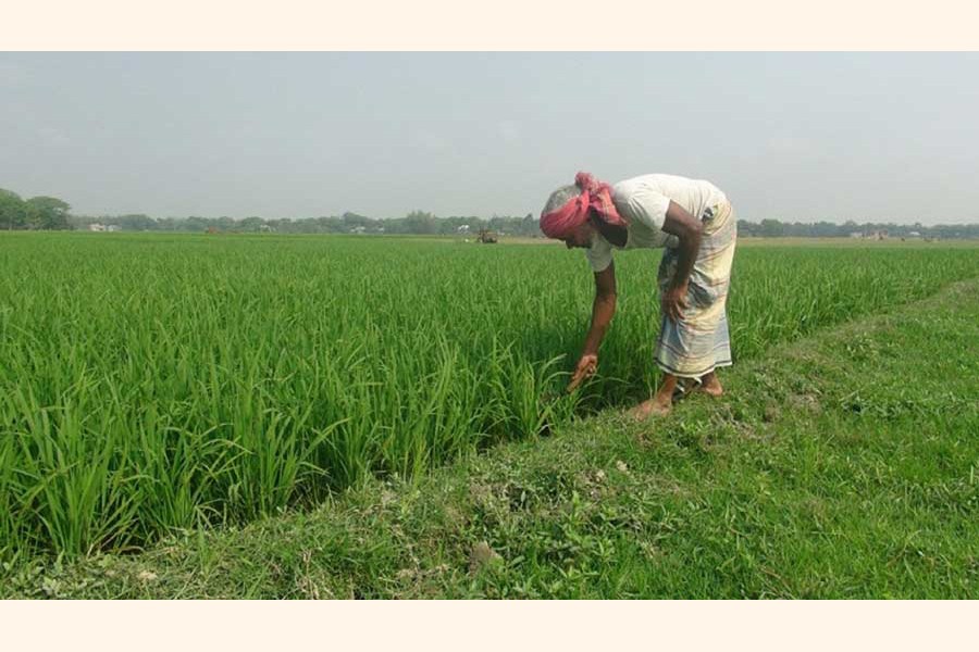 A farmer taking care of his Boro paddy field at a village in Faridpur district — FE Photo