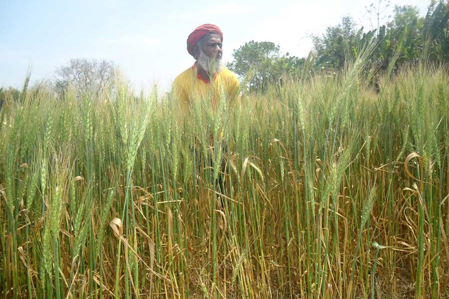 A wheat farmer taking care of his field at Bashkutha village under Magura Sadar upazila — FE Photo