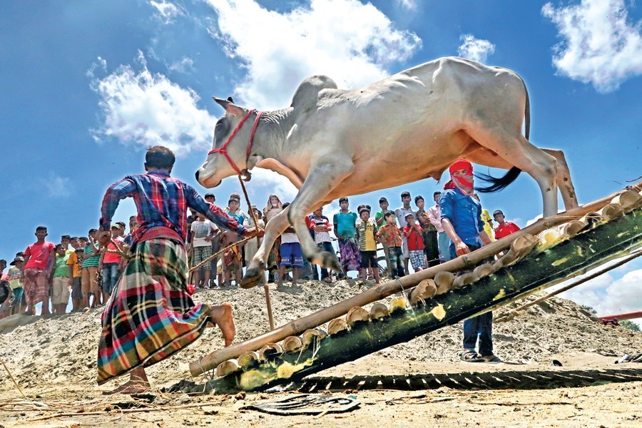 A cow leaping off a trawler at Postagola, as cattle are being brought to the city markets ahead of Eid-ul-Azha, August 16, 2018 — FE/Files