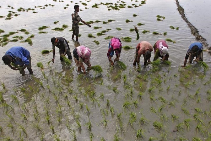 Farmers plant saplings in a rice field on the outskirts of Srinagar, June 10, 2015 — Reuters/Files