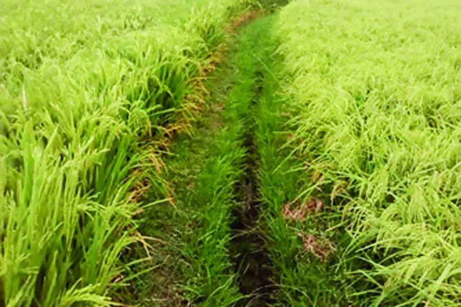 File photo (Collected)