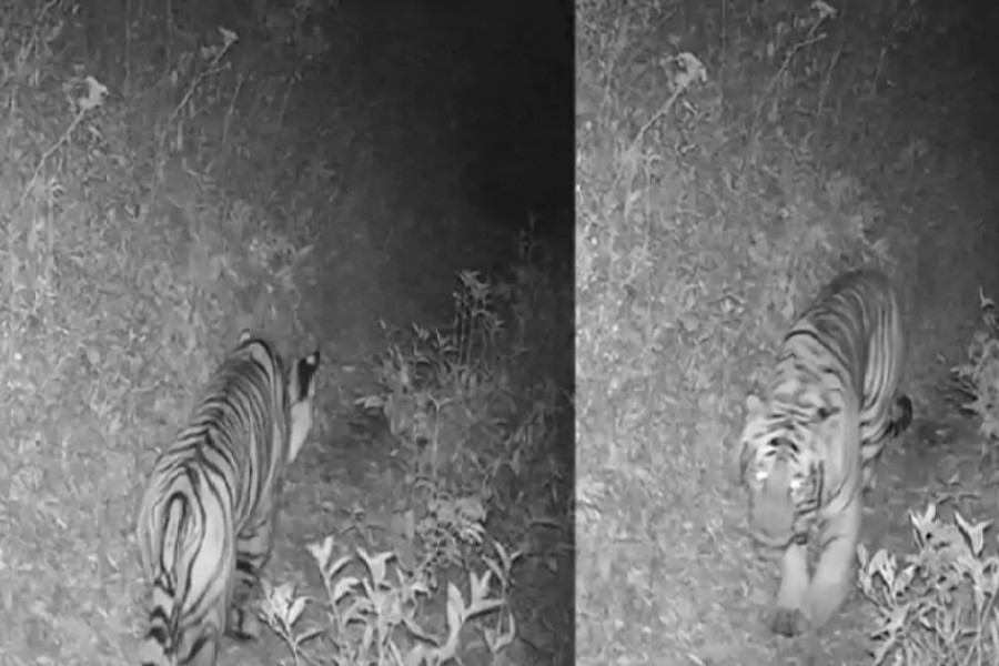 Royal Bengal Tiger spotted at a height of 3,165 m above sea level in