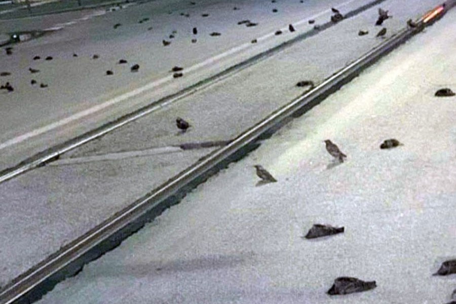 Street in Rome littered with dying birds due to 2021 fireworks — Internet