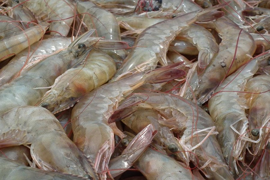 Bangladesh frozen fish exporters in a fix over Saudi embargo The