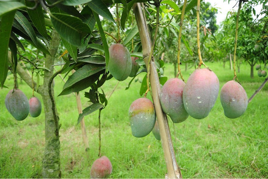 Export potential for Bangladesh mangoes The Financial Express