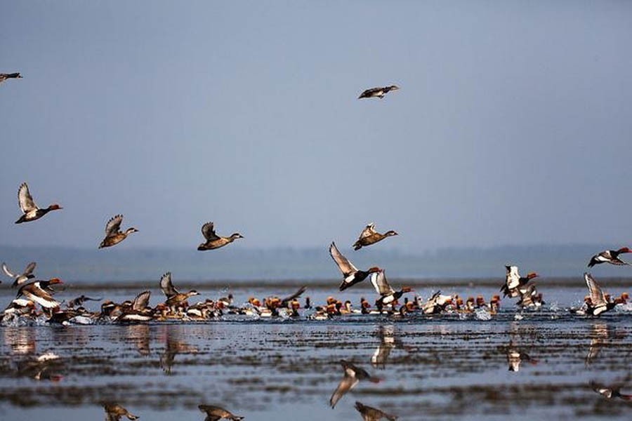 File photo (Collected)